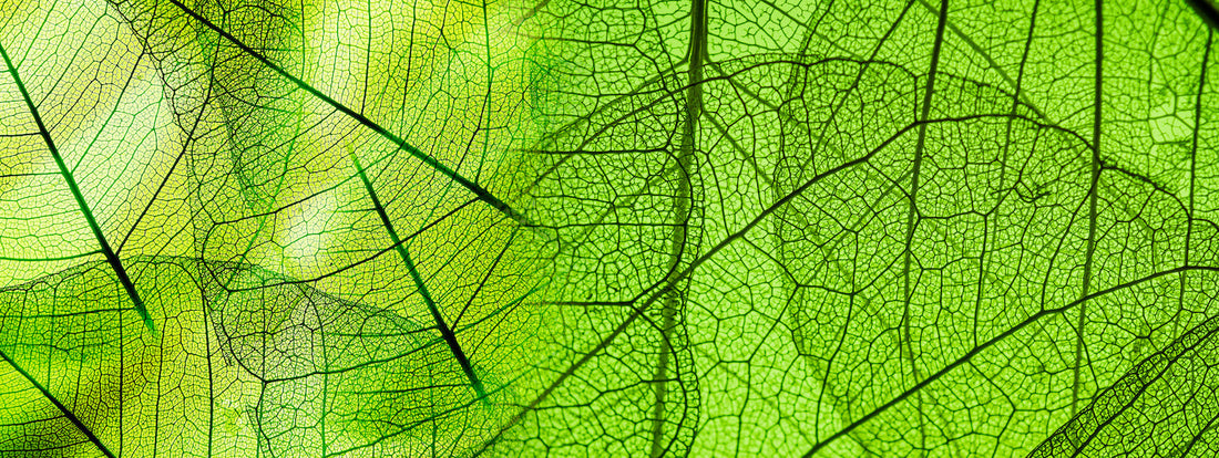 What Are Precious Plant Compounds?