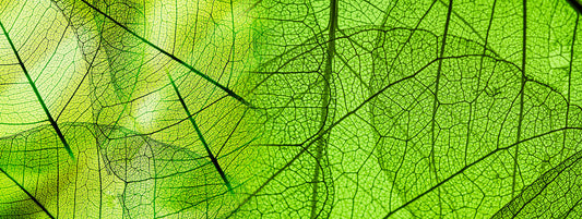 What Are Precious Plant Compounds?