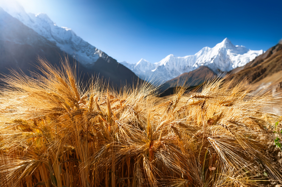 Himalayan Tartary Buckwheat (HTB) - Why I Need This In My Life