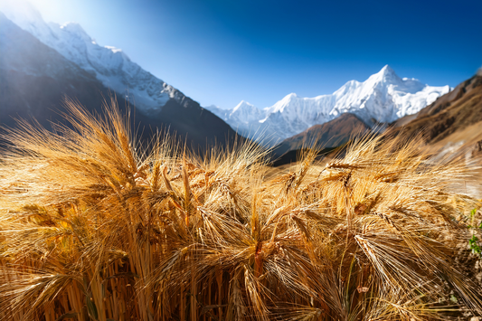 Himalayan Tartary Buckwheat (HTB) - Why I Need This In My Life