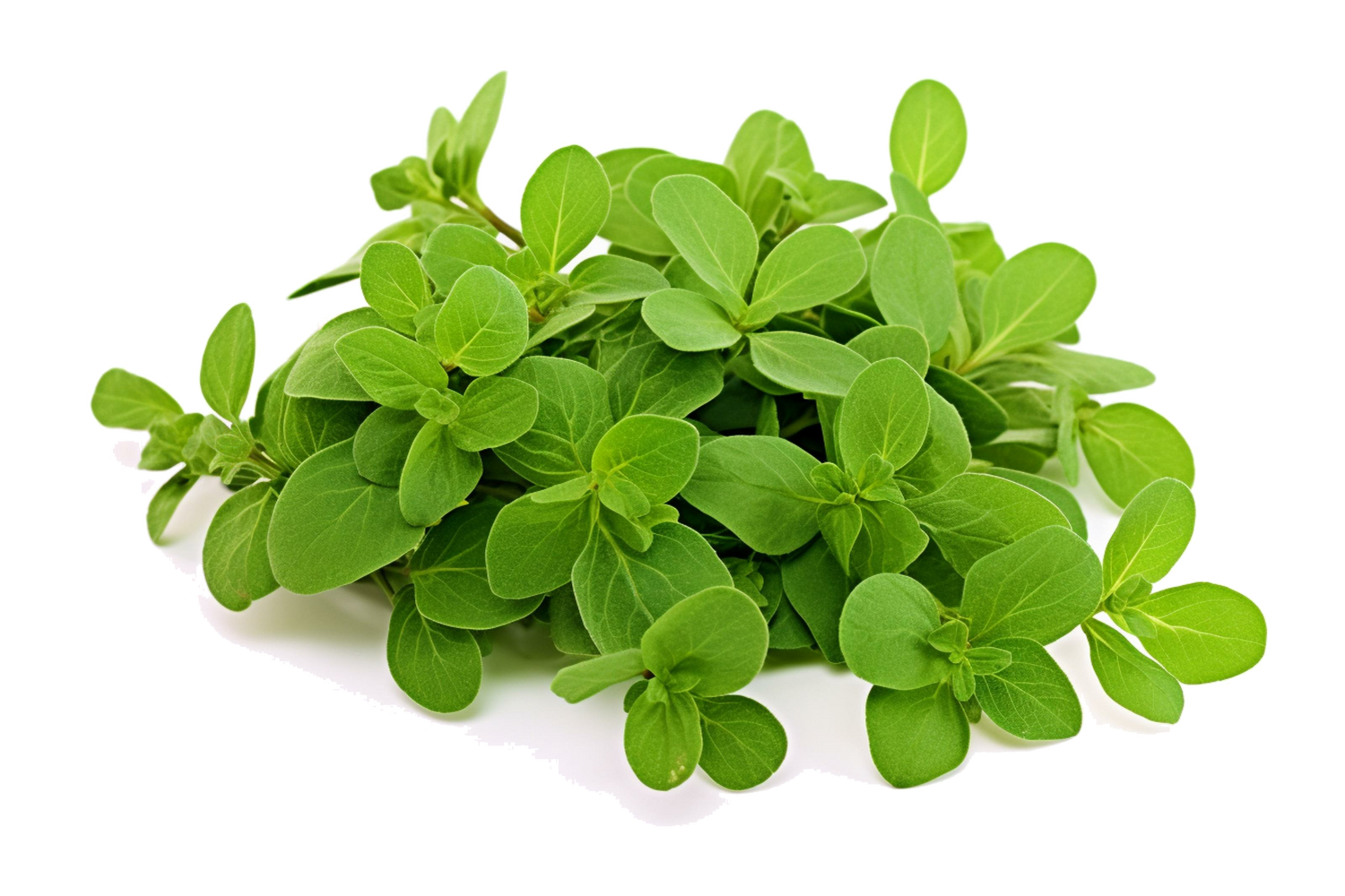 Herbal Oil Infusions